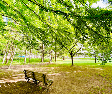 木々が生い茂っている公園にあるベンチ