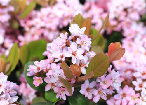 ベニバナシャリンバイ