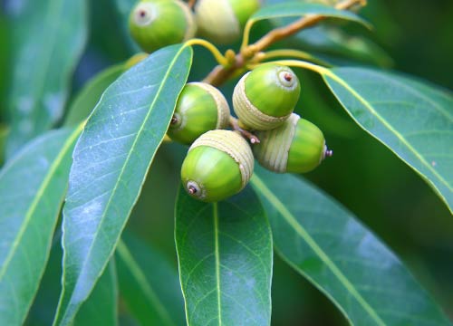 シラカシエゴノキ