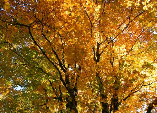 オオイタヤメイゲツ