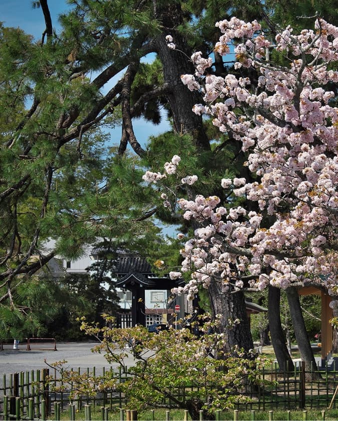 京都御苑7分