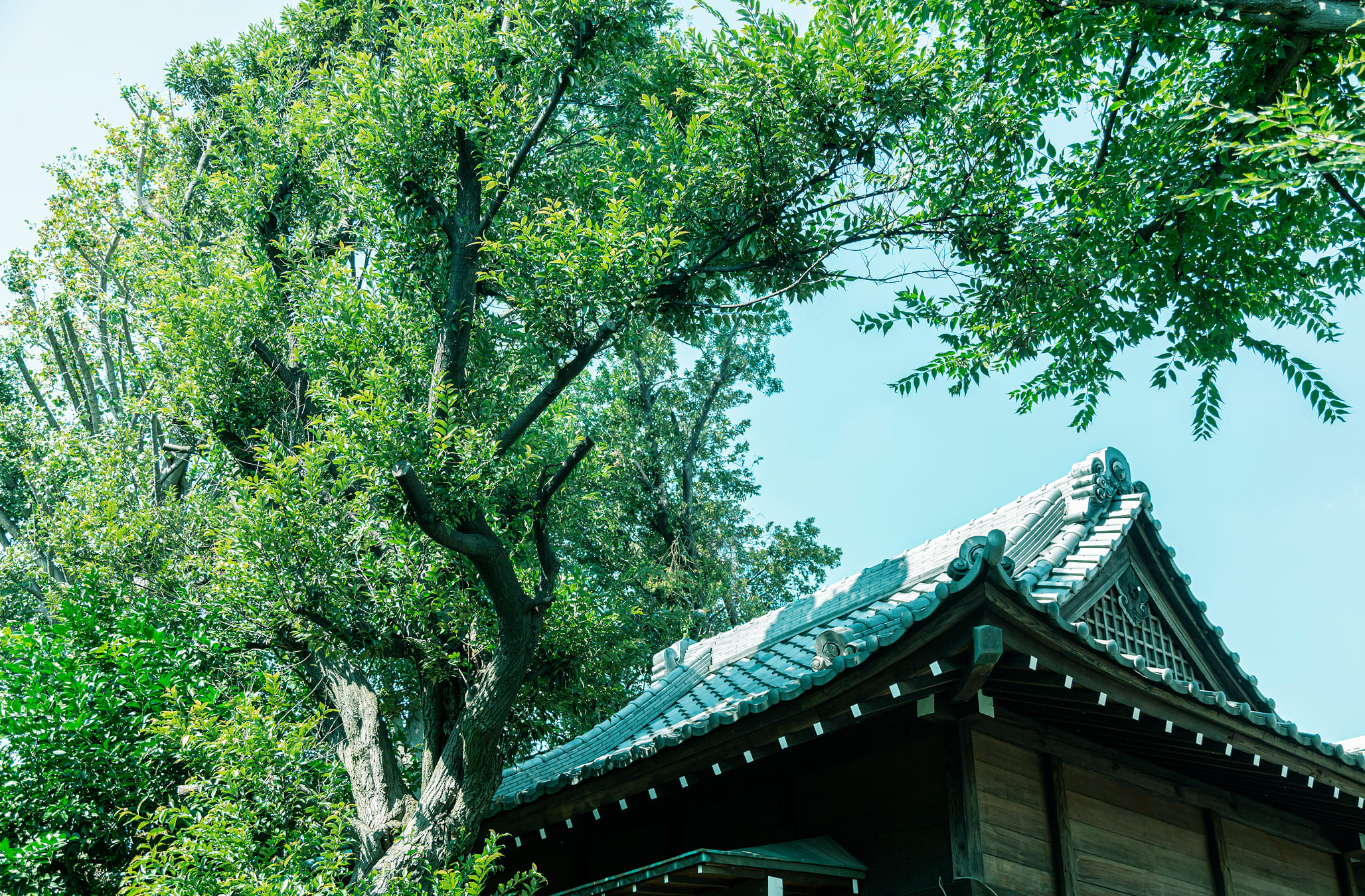デザイン｜≪公式≫ブランズ西小山｜品川区 新築分譲マンション