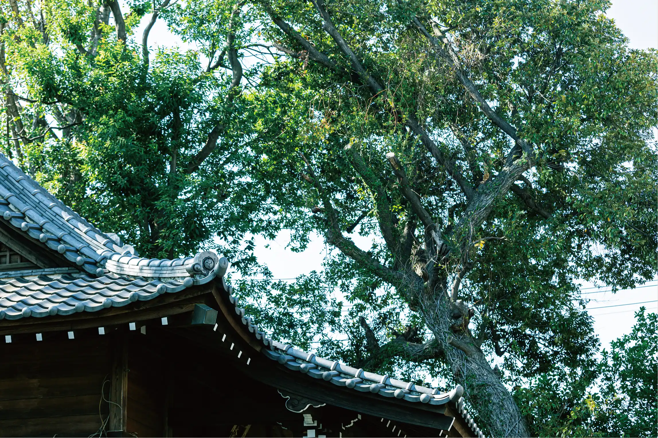 小山八幡神社