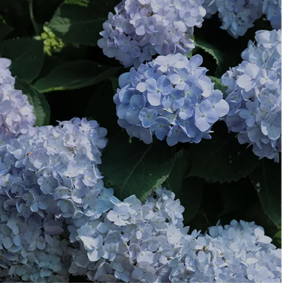 image photo
