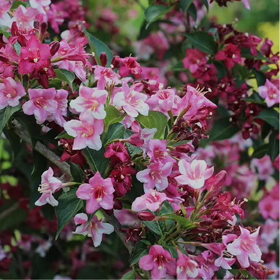 image photo