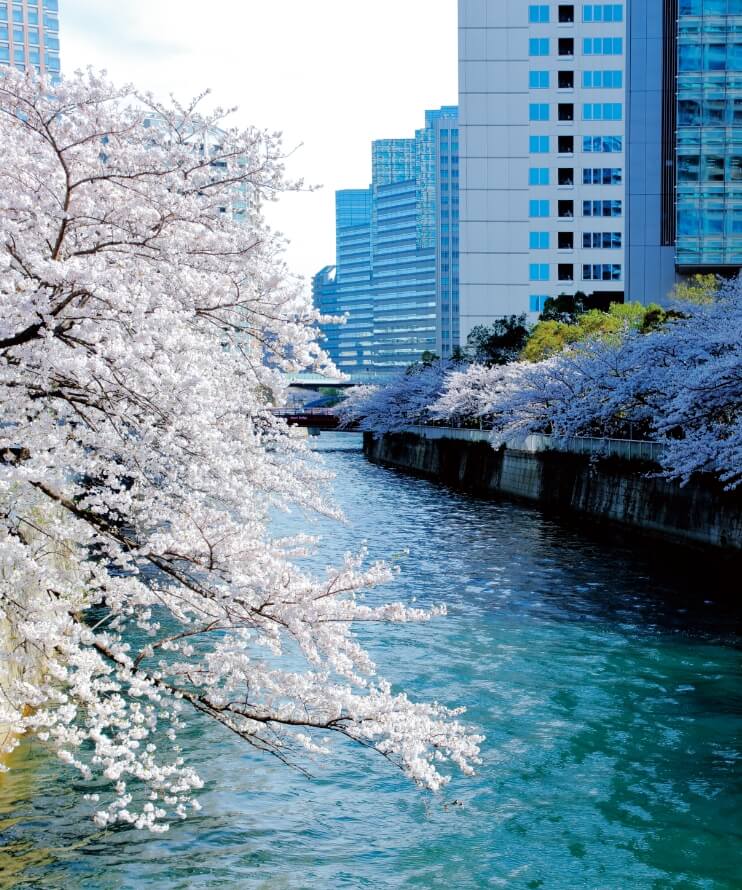 山本橋から目黒川を望む（徒歩2分）