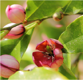 カラタネオガタマ