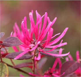 ベニバナトキワマンサク