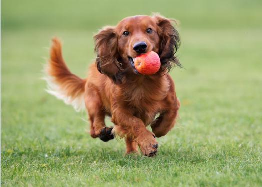 ペット足洗い場