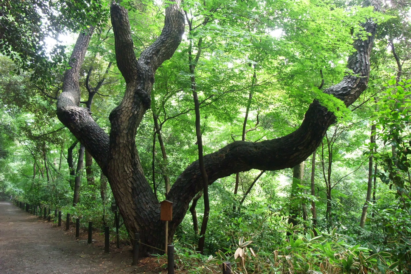 国立科学博物館附属自然教育園（約840m／徒歩11分）