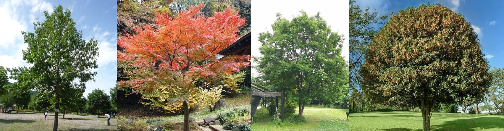 左からクヌギ・イロハモミジ・コナラ・キンモクセイ（イメージ写真）