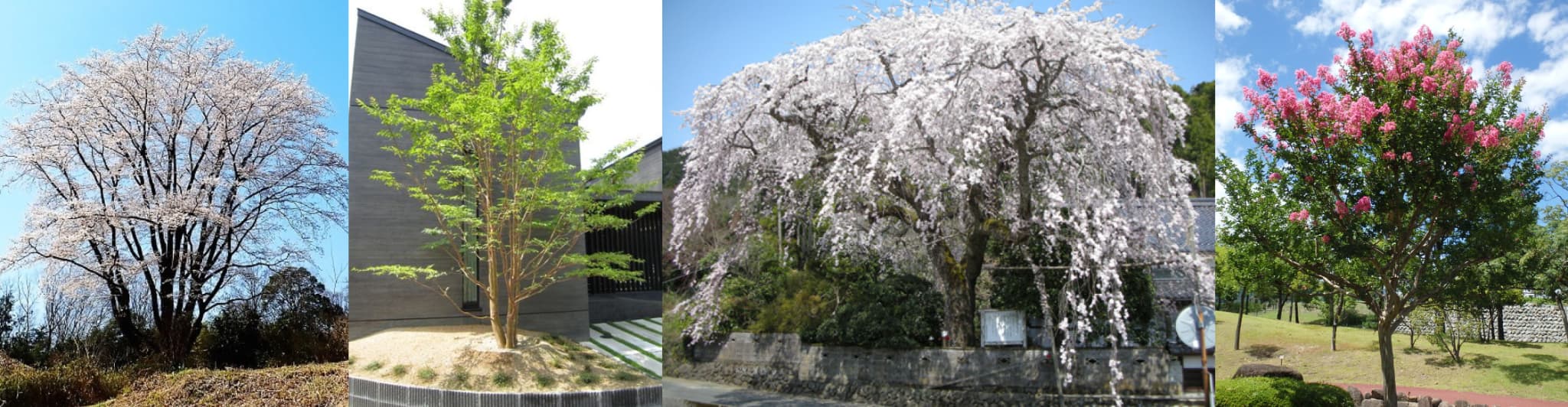 左からヤマザクラ・ヒメシャラ・シダレザクラ・サルスベリ（イメージ写真）